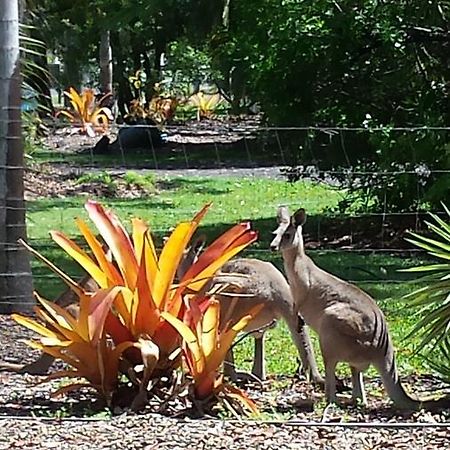 Bed and Breakfast Bluegrass Bnb Bundaberg Zewnętrze zdjęcie