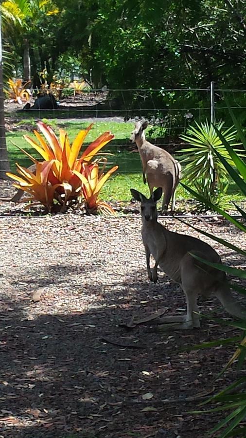 Bed and Breakfast Bluegrass Bnb Bundaberg Zewnętrze zdjęcie