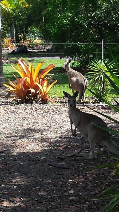 Bluegrass Bnb Bundaberg Zewnętrze zdjęcie