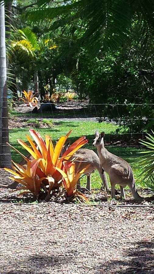 Bluegrass Bnb Bundaberg Zewnętrze zdjęcie
